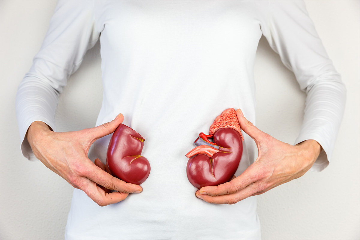 kidney